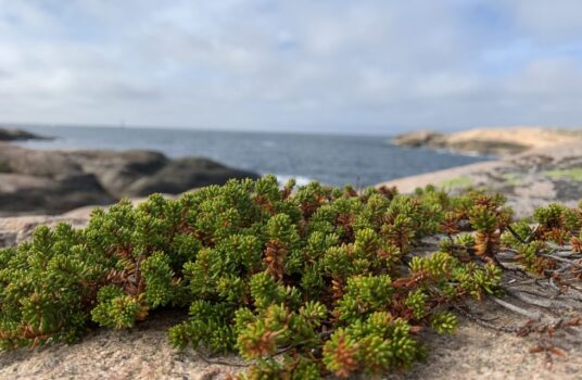 Samexistens med djur och natur