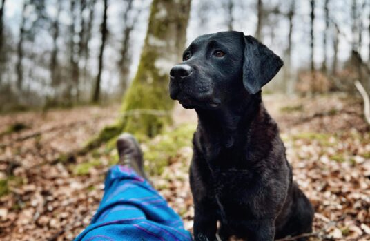 Kravlös dag med djur och natur 17 april 2025